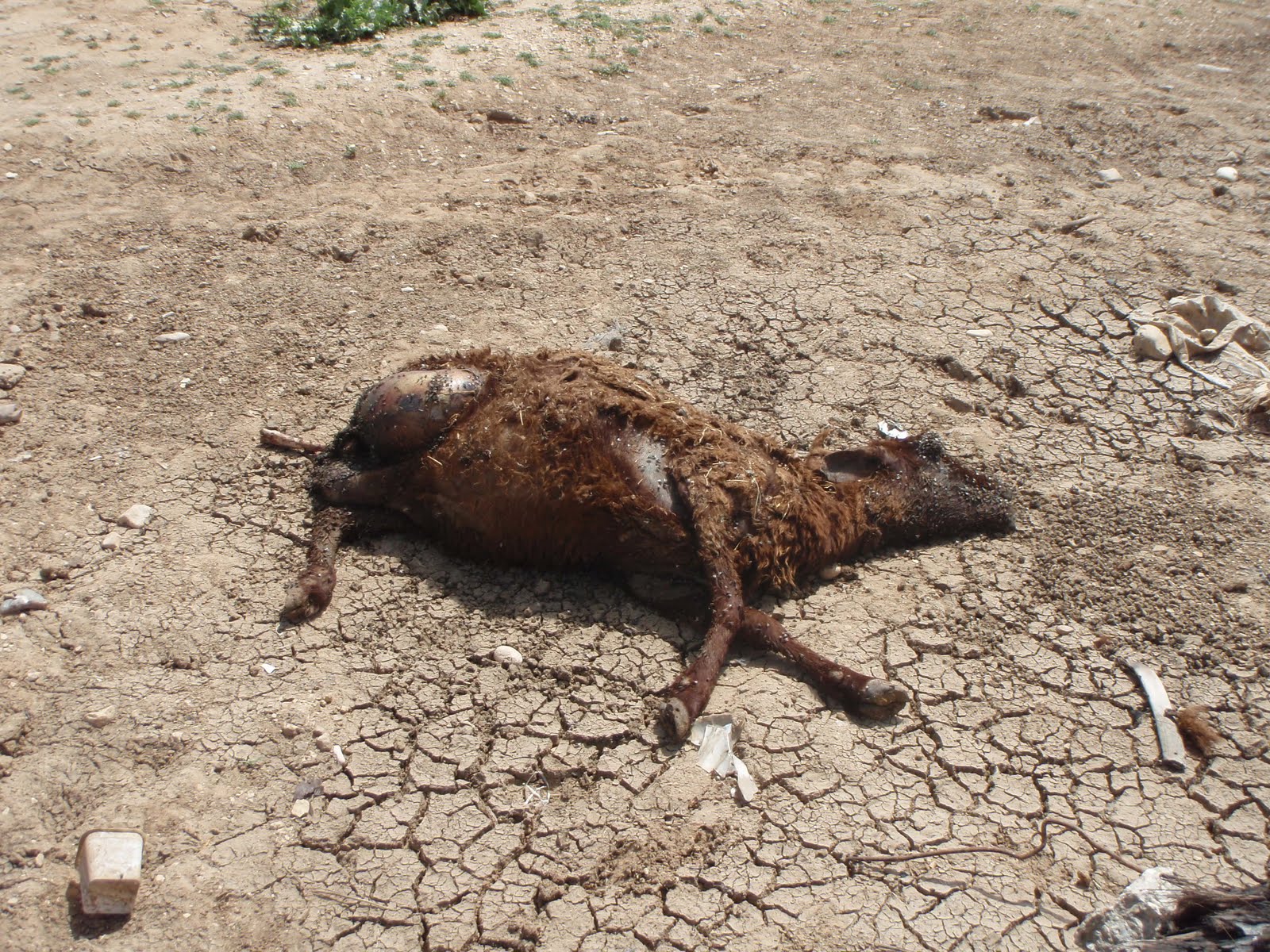 A Dead Goat