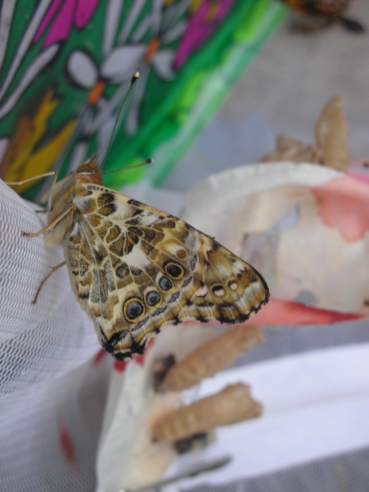 Green Babies Releasing our butterflies!!!