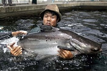 Giant+mekong+catfish