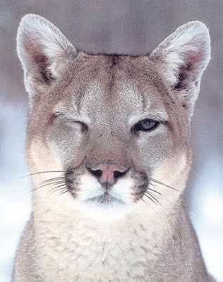Pet Cougar