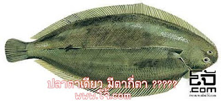 ปลาตาเดียว (Sole Fish) มีตากี่ตา ????? http://www.xn--82c9iwa.com WWW.โจ้.COM