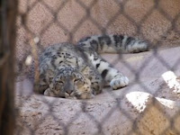snow leopard