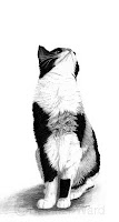 calico domestic cat drawing