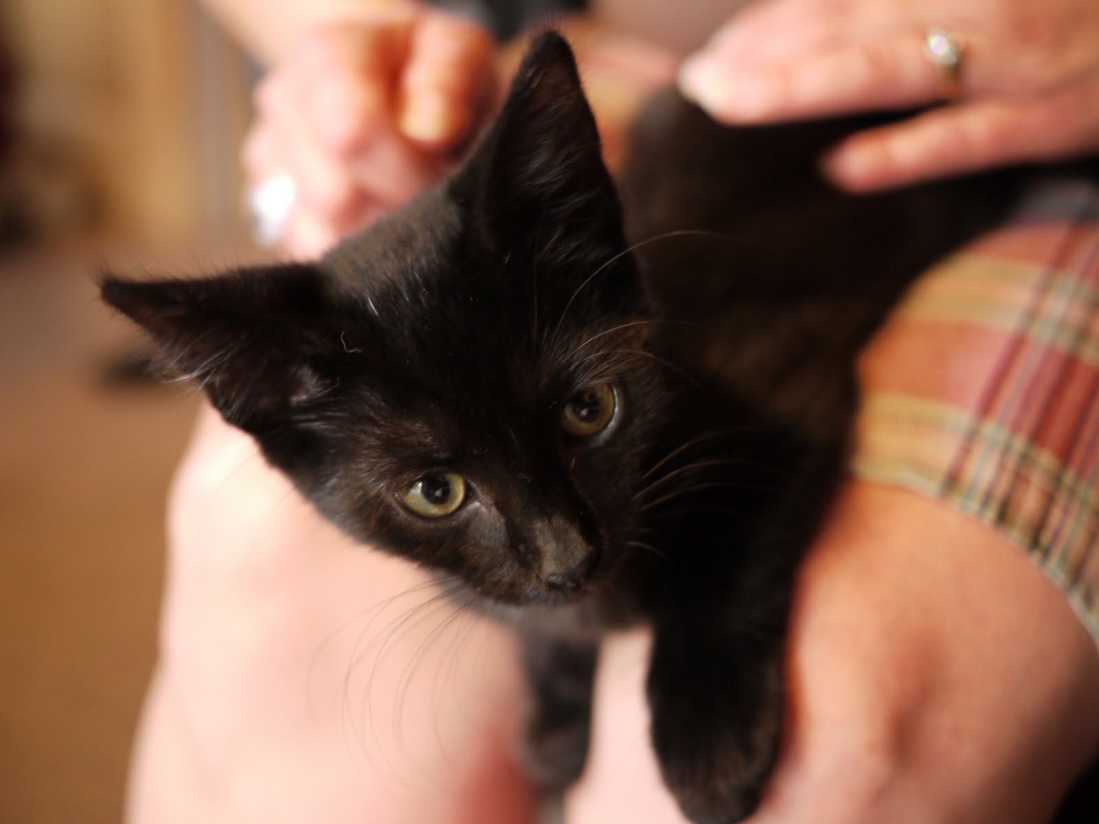 Baby Animals Kittens