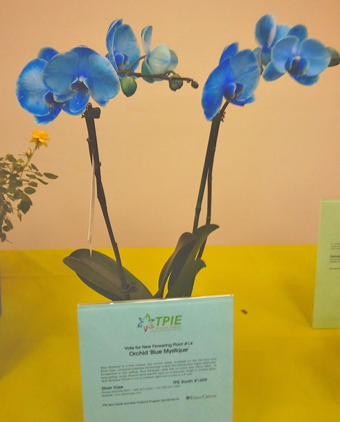 blue orchid summer wedding blue orchid summer wedding