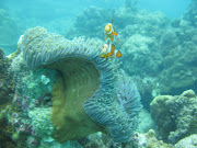 Beautiful AndamansHavelock Island: Scuba Diving