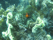 Beautiful AndamansHavelock Island: Scuba Diving