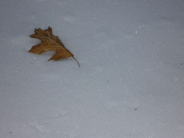 [leaf+in+snow2.jpg]