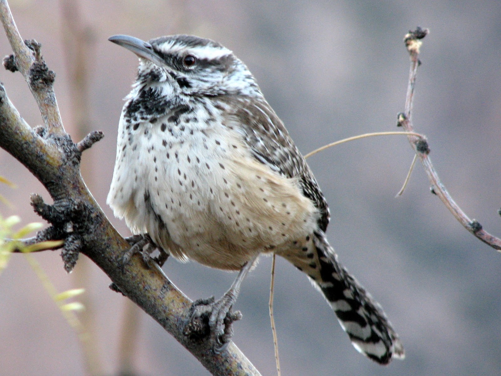 SE Texas Birding & Wildlife Watching Big Bend Trip 5