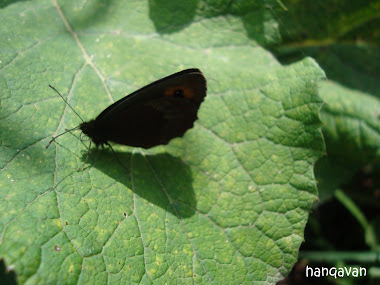 hanqavan butterfly