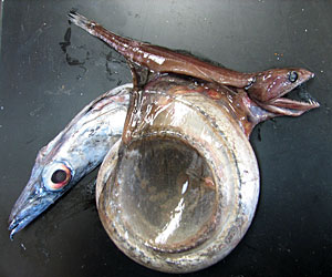 great+swallower.jpg