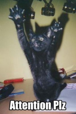 black-cat.jpg
