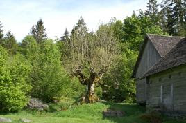 Hamlad trä vid Sporrakulla, Glimåkra, Göinge