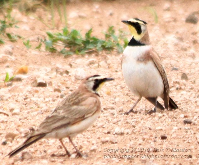 Birds Of The Texas Panhandle Horned Lark