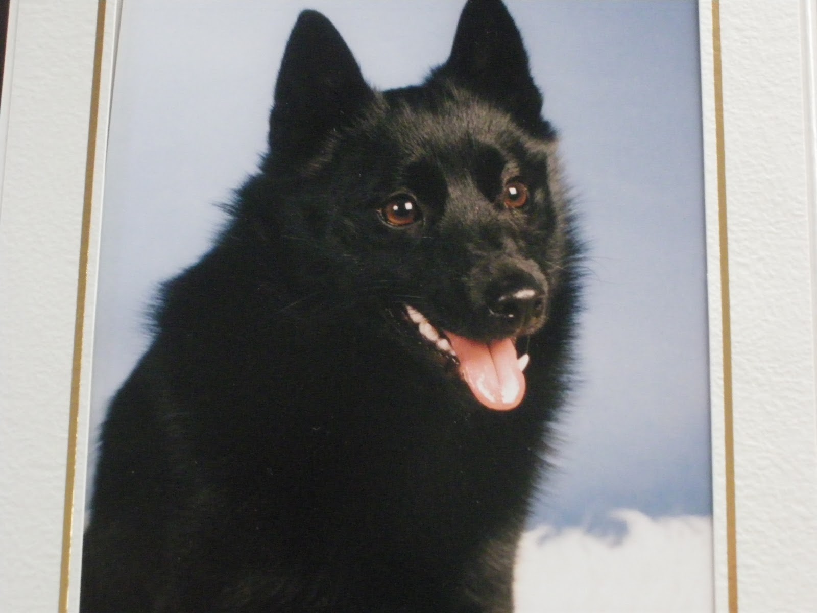 Halsinge Smadjursklinik Ab Posty Facebook