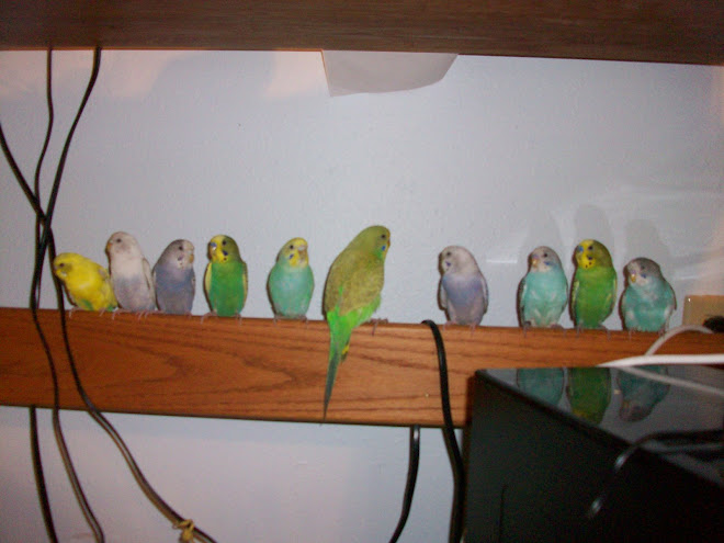 Budgies!!!!!!!!!!!!!!!!