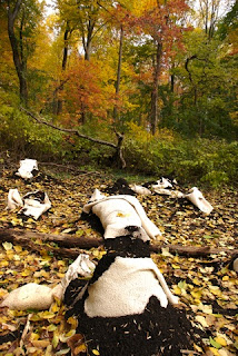 Grove Breakdown: Into the Woods at Abington 4 grove+breakdown