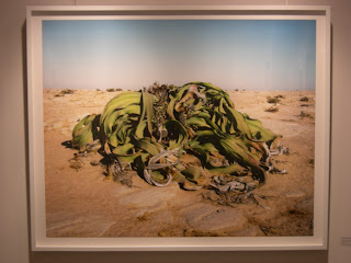 Bambi Biennial and In the Beginning 7 Origins++Sussman