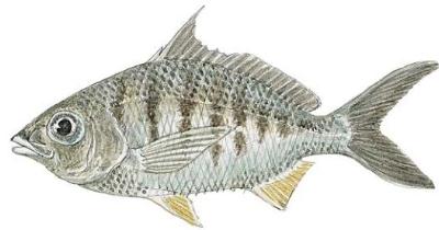 mojarra fish