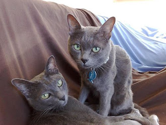 Gatto Razza Whiskas E Croce Gatti Sheba Sono Cibo