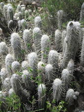 Oreocereus hendriksenianus Backeb. (Cactaceae)