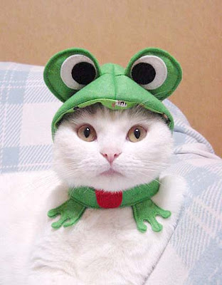 cat+and+frog.jpg