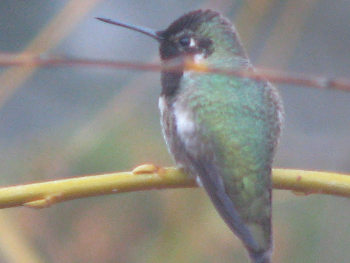 My Backyard Humming Bird