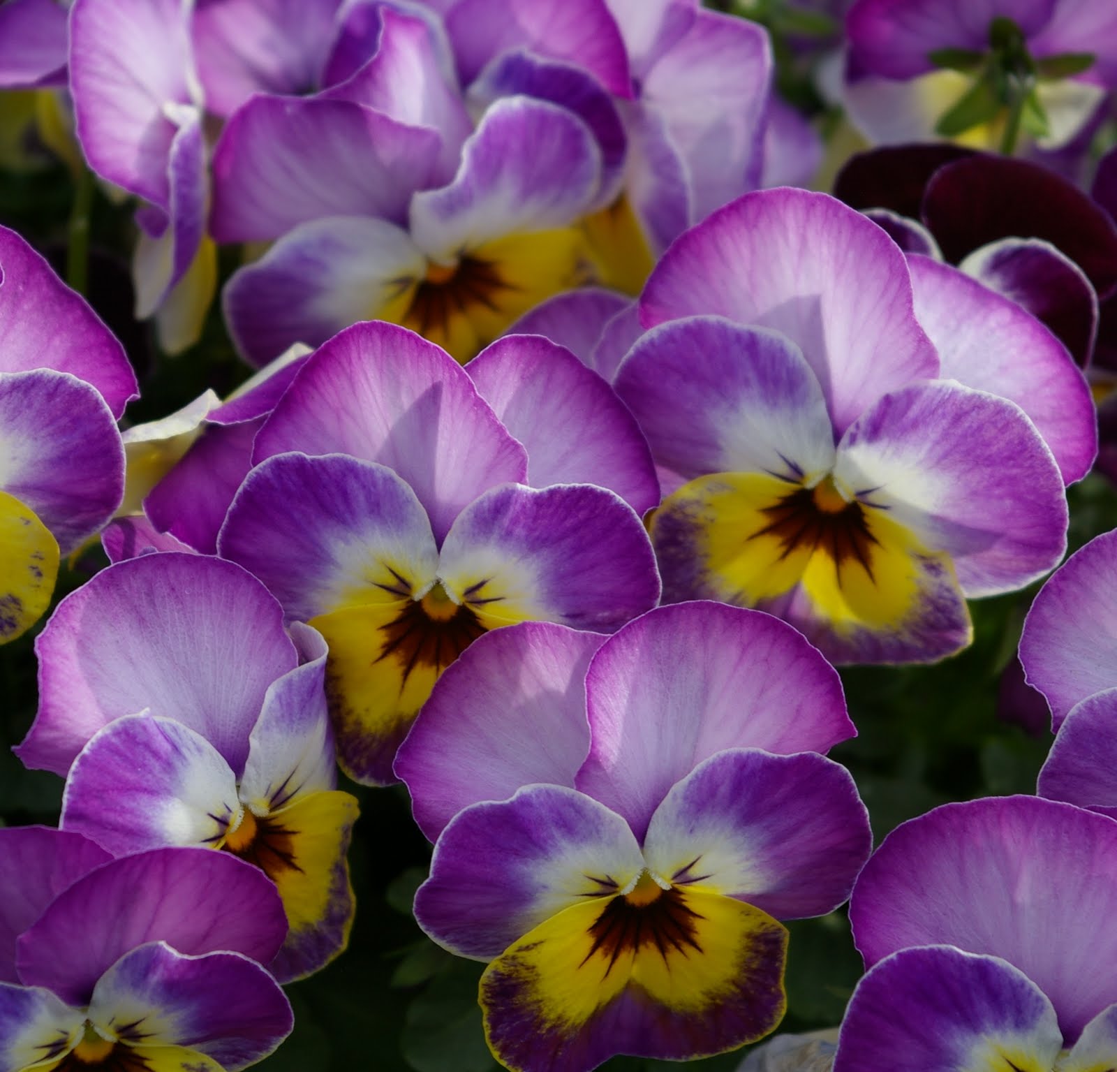 A British Prof In Japan What Colour Is It Green And Blue In Japan