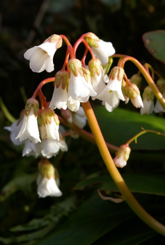 flower baby grimshaw