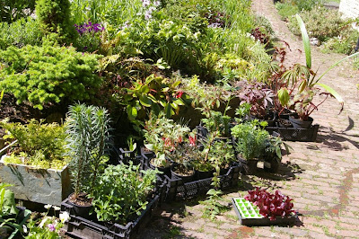 John Grimshaw's Garden Diary: May 2010