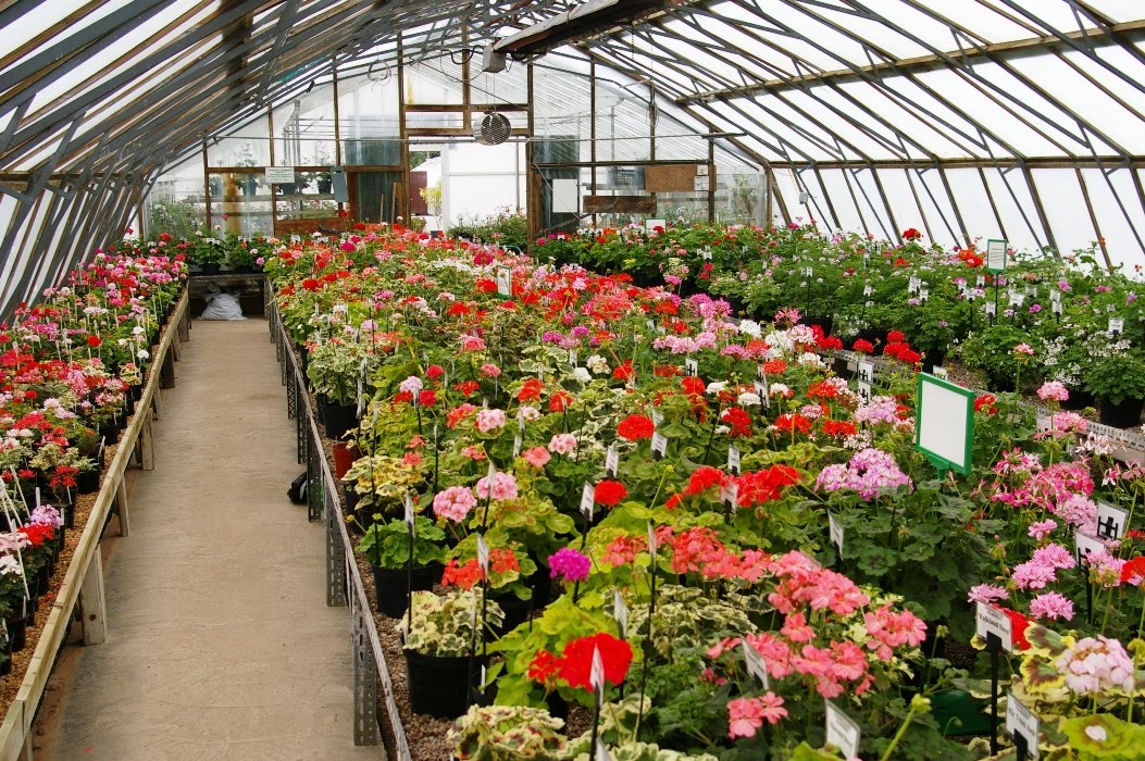 John Grimshaw's Garden Diary Pelargoniums at Fibrex Nurseries
