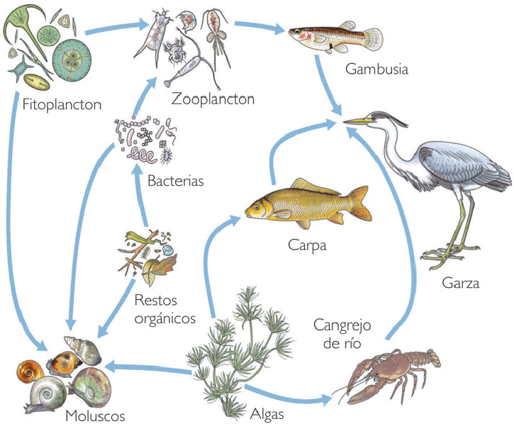 cadenas troficas ecologia ecologia cadenas y redes troficas cadenas troficas ecologia ecologia cadenas y redes troficas