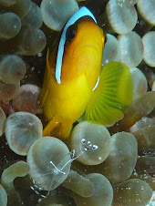 Clownfish and shrimp