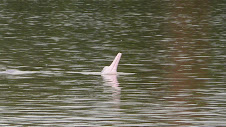 Pink River Dolphin