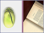 Siembra la semilla del éxito