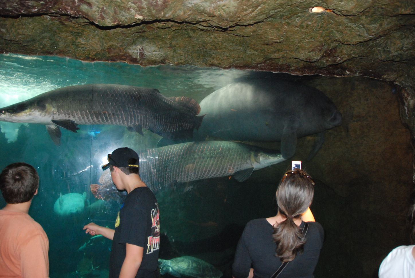 New species of giant  fish discovered in Brazil