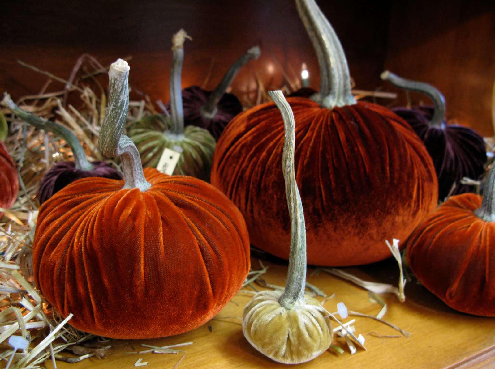 IMG_1196.JPG 1,600×1,194 pixels Velvet pumpkins, Pumpkin, Silk velvet