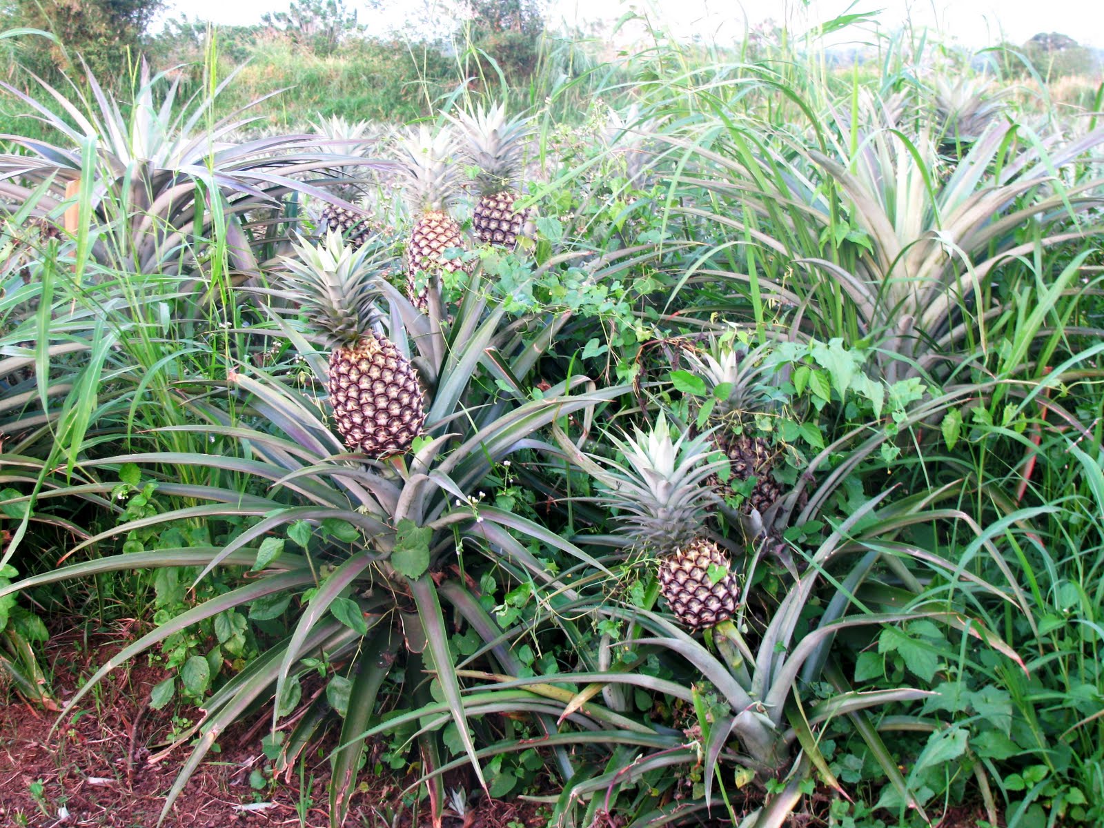 The Next Two Years Week 13