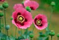 Rose Poppy