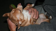 Life Lesson #24 From A Chihuahua...