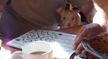 Life lesson #16 From A Chihuahua...