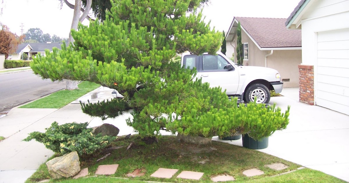 What's happening at Muranaka Bonsai Nursery The pruning of a Majestic