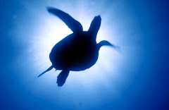 Tortuga
