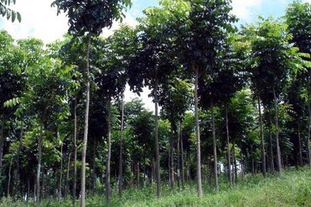 Floresta Estadual do Mogno Floresta Estadual do Mogno
