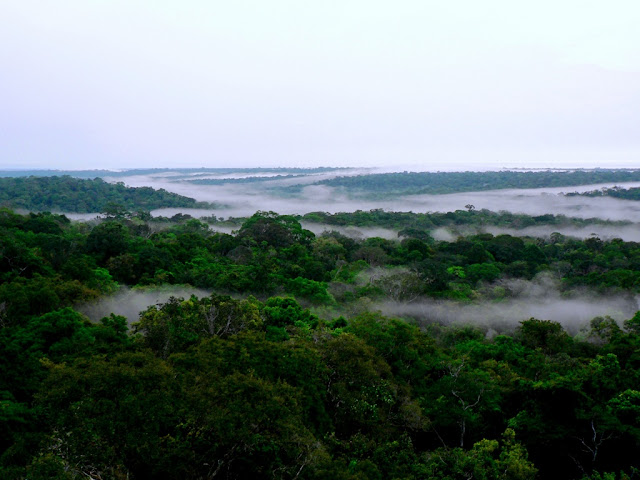 Floresta Estadual do Apuí 