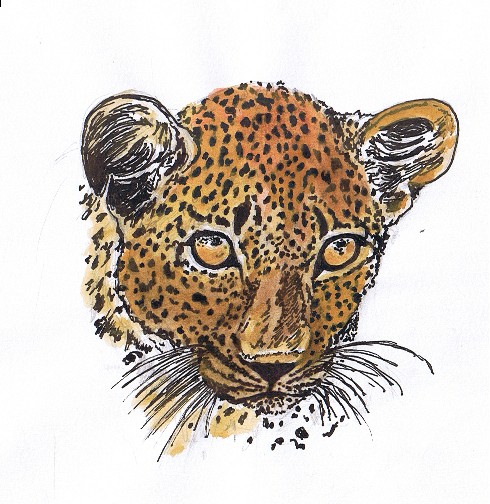 [leopardsketch.jpg]
