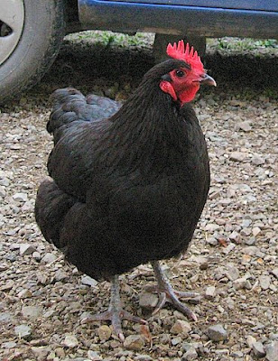chicken breeds with pictures. Mad Bush Farm: Chicken Breeds