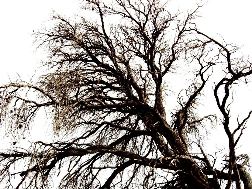 [Intrepid_Traveling_8_08DEAD]