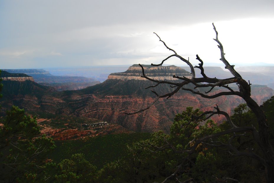 [Intrepid_Traveling_8_08TREE_POWELL_PLATEU]