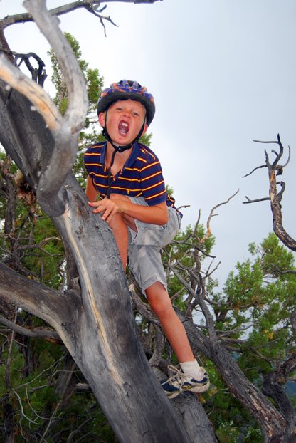 [Intrepid_Traveling_8_08MOUNTAIN_FOREST]